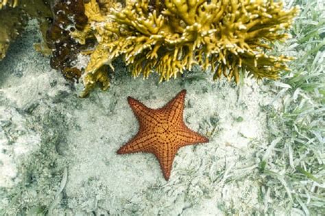Las estrellas de mar son en realidad “cabezas que se arrastran por el fondo marino”, revela estudio